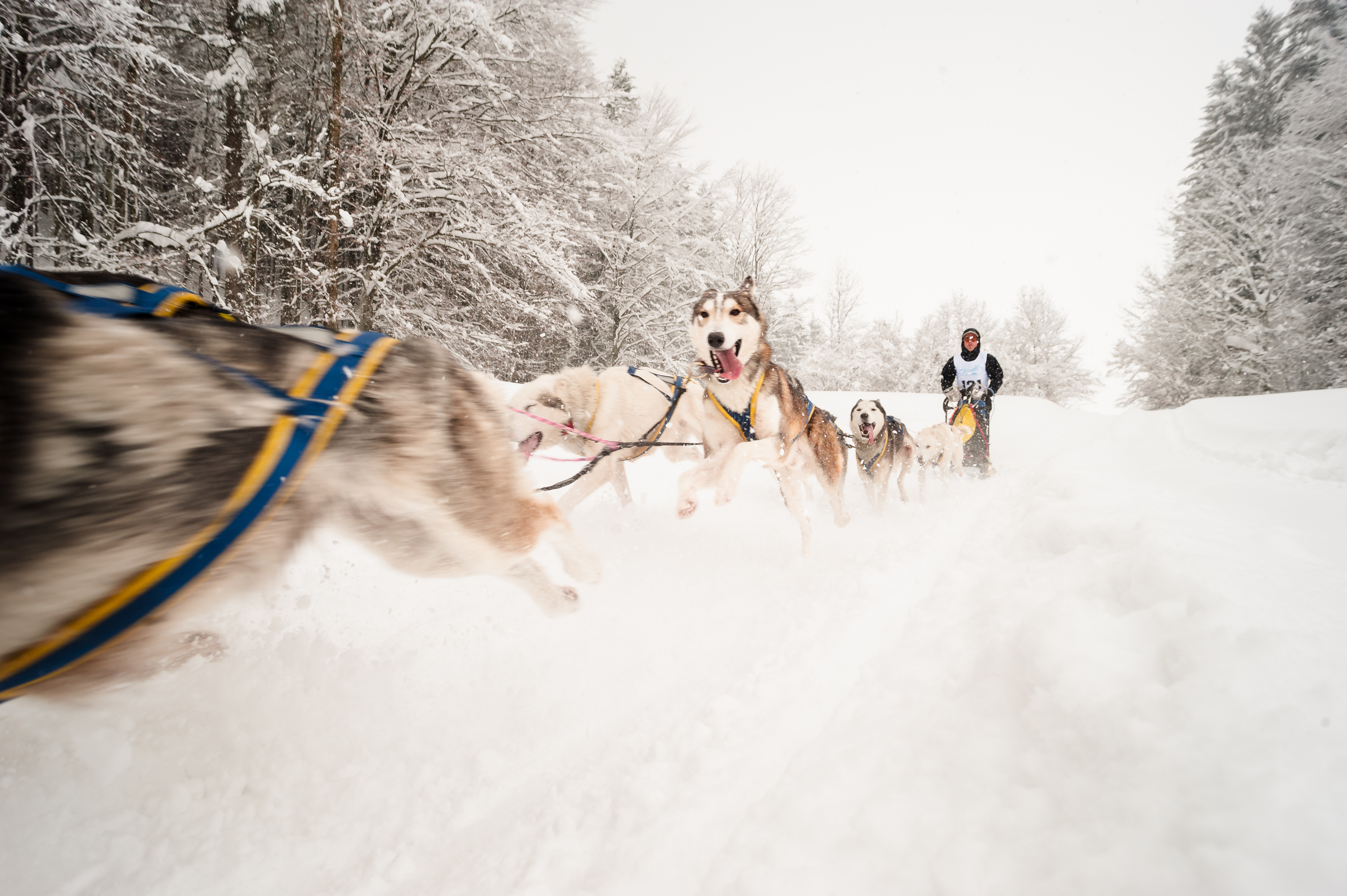 Hundeschlittenrennen Inzell 2108